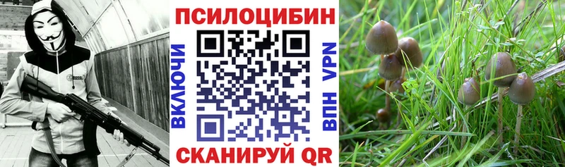 Псилоцибиновые грибы Cubensis  Княгинино 